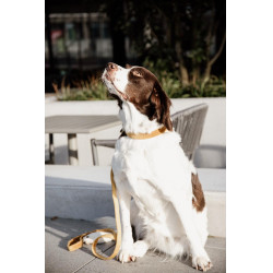 Correa para perro Velvet 120 cm Kentucky Mostaza Amarillo