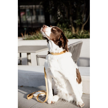 Correa para perro Velvet 120 cm Kentucky Mostaza Amarillo