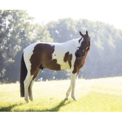 Juguete Relajante Alvin Kentucky Blanco/marrón