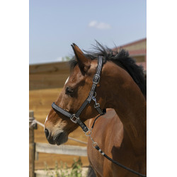 Cabezada de cuadra NORTON Zari Negro