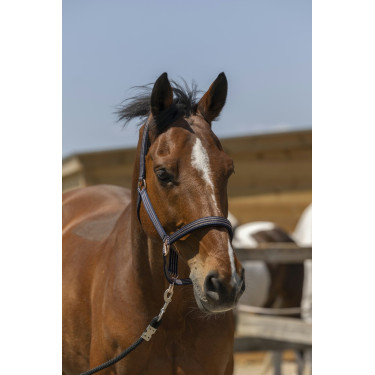 Cabezada de cuadra NORTON Zari Azul marino