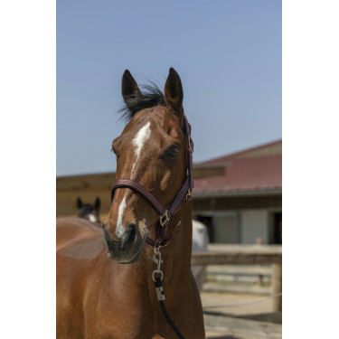 Cabezada de cuadra NORTON Zari Burdeos