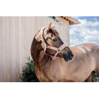 Cabezada Teddy Fleece Kentucky Rosa viejo