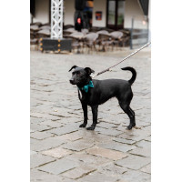 Pajarita de Terciopelo Kentucky Esmeralda Verde