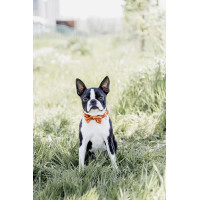 Pajarita de Terciopelo Kentucky Esmeralda Verde