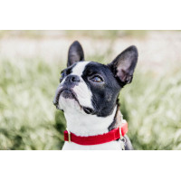 Collar para perro de pana Kentucky Roja Rojo