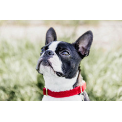 Collar para perro de pana Kentucky Roja Rojo