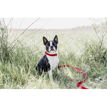 Collar para perro de pana Kentucky Roja Rojo