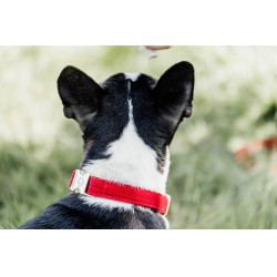 Collar para perro de pana Kentucky Roja Rojo
