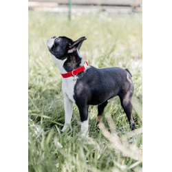 Collar para perro de pana Kentucky Roja Rojo