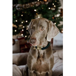 Collar para perro de pana Kentucky Verde abeto