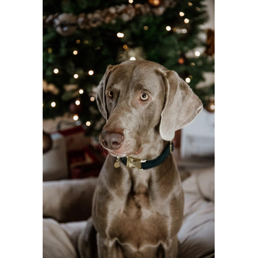 Collar para perro de pana Kentucky Verde abeto