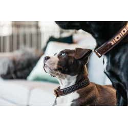 Collar para perro de perlas hechas a mano Kentucky