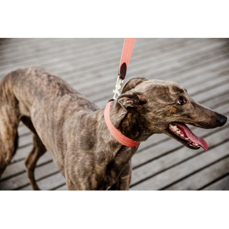 Collar para perro Jacquard Kentucky