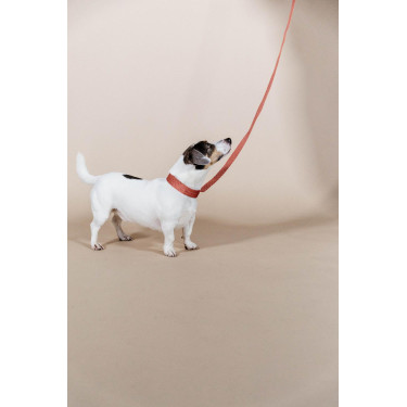 Collar para perro Jacquard Kentucky Terracota Naranja