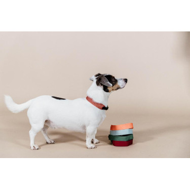 Collar para perro Jacquard Kentucky Terracota Naranja