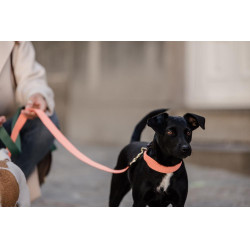 Collar para perro Jacquard Kentucky Naranja neón