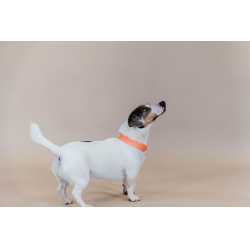 Collar para perro Jacquard Kentucky Naranja neón
