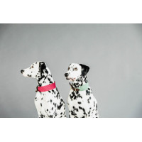 Collar para perro Jacquard Kentucky Verde oliva
