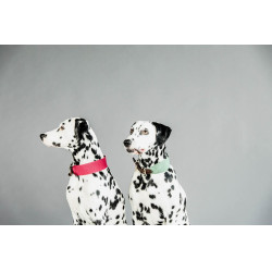 Collar para perro Jacquard Kentucky Verde oliva
