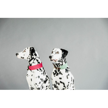 Collar para perro Jacquard Kentucky Verde oliva