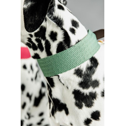 Collar para perro Jacquard Kentucky Verde oliva