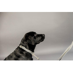 Collar para perro de pata de gallo Kentucky Marrón Collar para perro de pata de gallo Kentucky Marrón