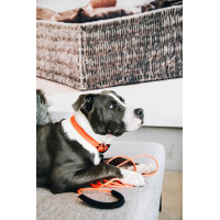new Neon orange
