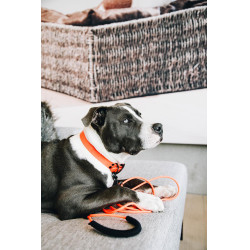 Collar para perro Soft Rubber Kentucky