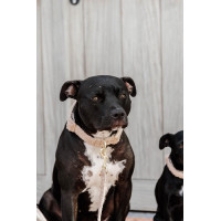 Collar para perro Teddy Fleece Kentucky Verde abeto