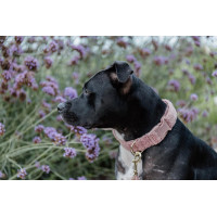 Collar para perro Teddy Fleece Kentucky Rosa viejo