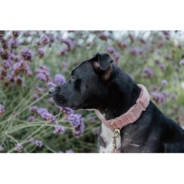 Collar para perro Teddy Fleece Kentucky Rosa viejo