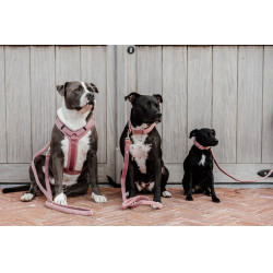 Collar para perro Teddy Fleece Kentucky Rosa viejo