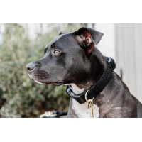 Collar para perro Teddy Fleece Kentucky Verde abeto