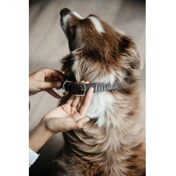 Collar para perro Triangle Kentucky