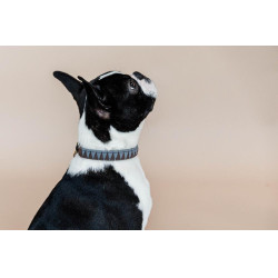 Collar para perro Triangle Kentucky Castaño Marrón