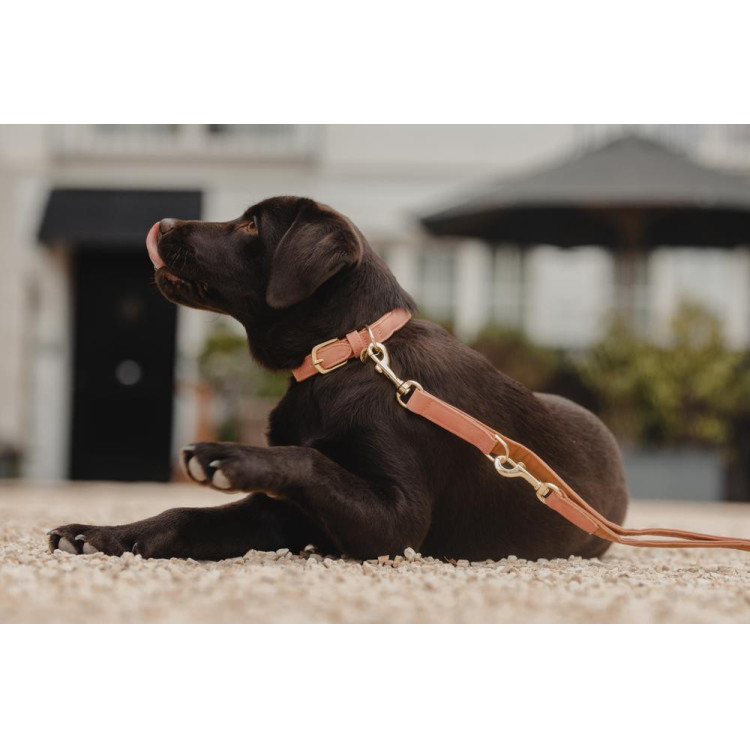 Collar para perro de cuero vegano Kentucky