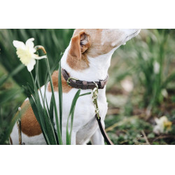 Collar para perro Velvet Leather Kentucky Marrón