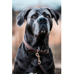 Collar para perro Velvet Leather Kentucky Marrón