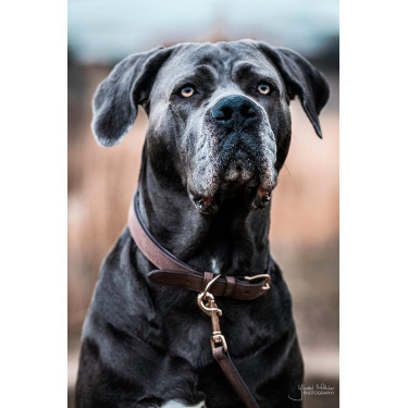 Collar para perro Velvet Leather Kentucky Collar para perro Velvet Leather Kentucky
