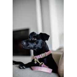 Collar para perro Wool Kentucky