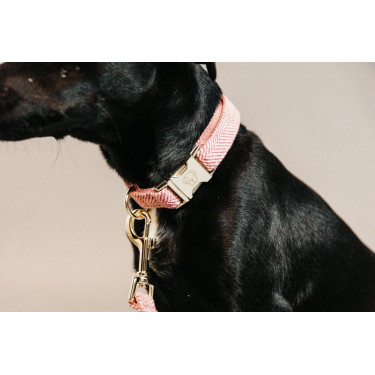 Collar para perro Wool Kentucky Collar para perro Wool Kentucky