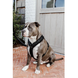 Arnés para perro Active Teddy Fleece Kentucky