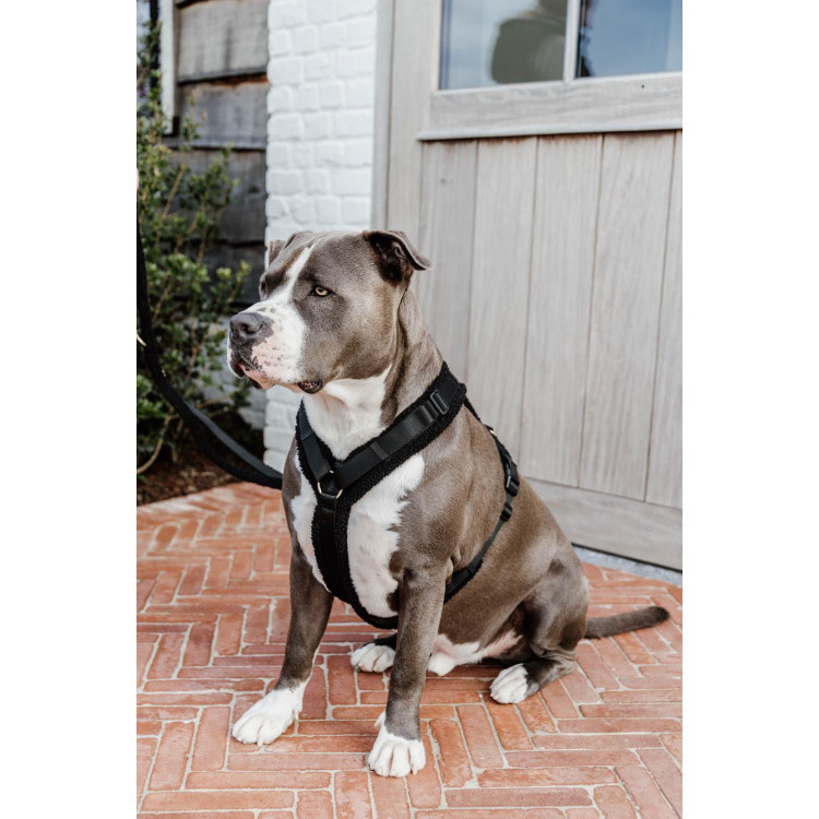 Arnés para perro Active Teddy Fleece Kentucky