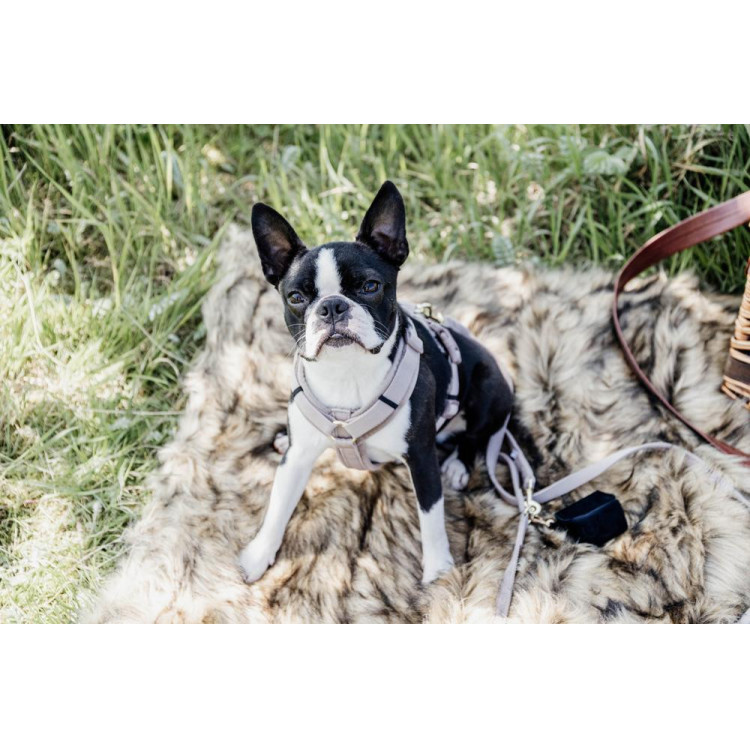 Arnés para perro Active Velvet Kentucky