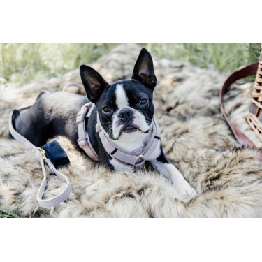 Arnés para perro Active Velvet Kentucky Arnés para perro Active Velvet Kentucky