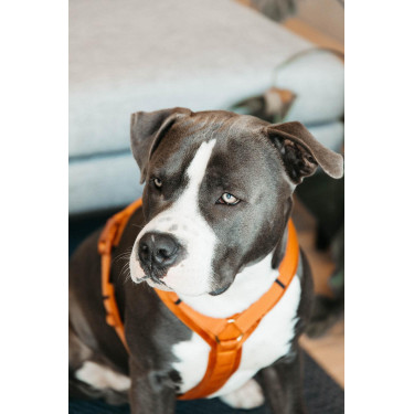 new Naranja new Naranja