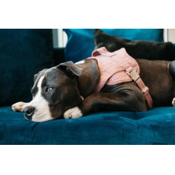 Arnés para perro Body Safe Wool Kentucky