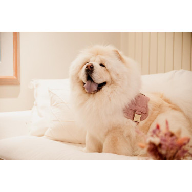 Arnés para perro Body Safe Wool Kentucky Arnés para perro Body Safe Wool Kentucky