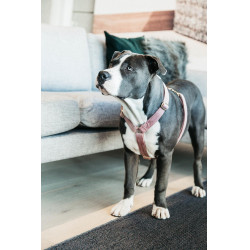 Hondenharnas Velvet Loop Kentucky Rosa viejo